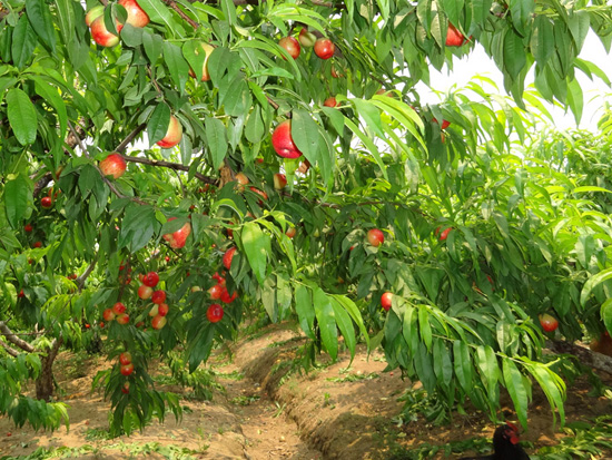 生态油桃
