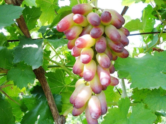 生态葡萄
