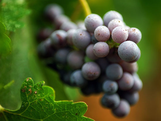 生态葡萄