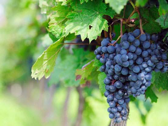生态葡萄