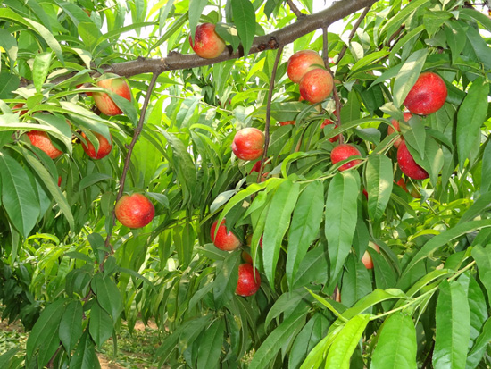生态油桃