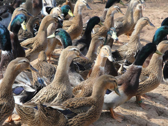 生态鸭子