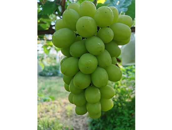 生态葡萄