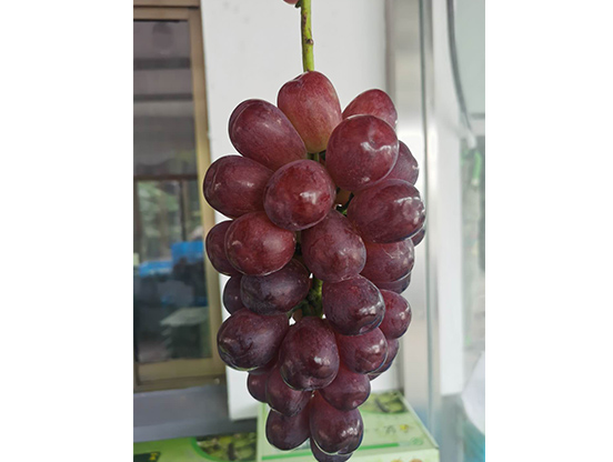 生态葡萄