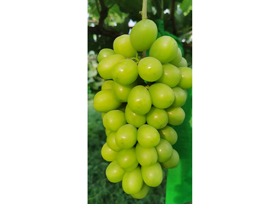 生态葡萄